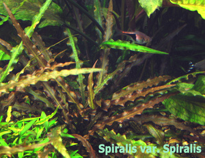 Cryptocoryne Spiralis var. Spiralis-1