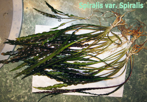 Cryptocoryne Spiralis var. Spiralis-2