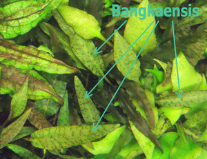 Cryptocoryne Bangkaensis - 1