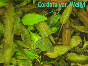 Cordata var wellyi - 1