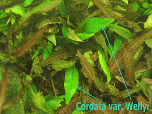 Cordata var wellyi -2