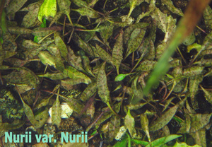 Nurii_var_Nurii-1