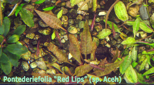 Pontederiefolia_Red_Lips-1