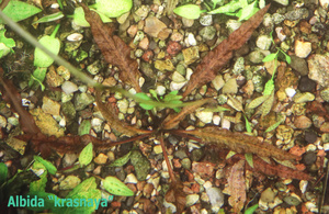 Cryptocoryne Albida krasnaya-1