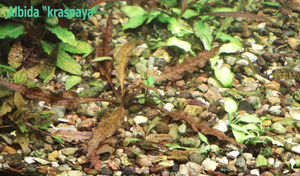 Cryptocoryne Albida krasnaya-2