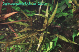 Cryptocoryne Albida R.N.Parker (Costata)-1