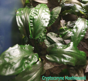 Cryptocoryne Moehlmannii-1-1