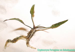 Cryptocoryne Ferruginea var.Sekadauensis (пестрая)-2