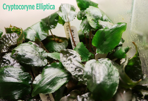 Cryptocoryne Elliptica-1