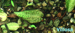 Cryptocoryne Villosa-2