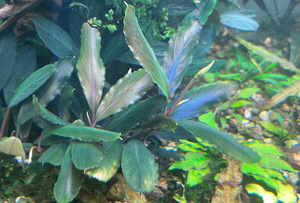 Bucephalandra sp.Deep Purple, Kapuas