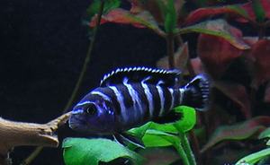 Pseudotropheus demasoni