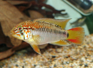 Apistogramma viejita, самец