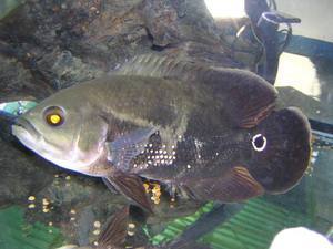 Astronotus sp. Venezuela