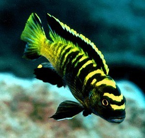 Pseudotropheus flavus Stauffer