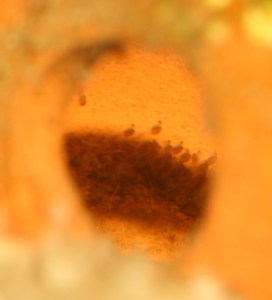 4-е сутки личинка Цихлазомы Седжика (F-1)