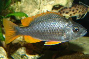 Самка Copadichromis 