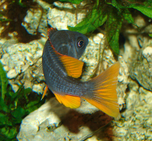 Самка Copadichromis 