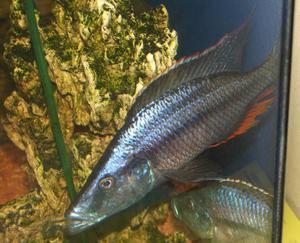 Dimidiochromis compressiceps