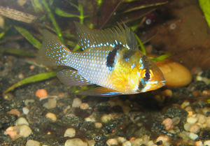 Mikrogeophagus ramirezi 1