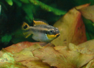 Pelvicachromis pulcher