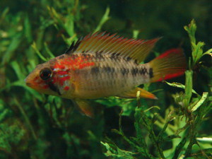 Apistogramma macmasteri