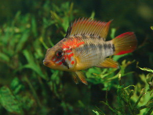 Apistogramma macmasteri