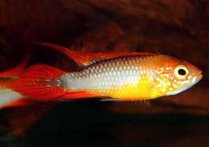 A.agassizii