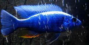 Sciaenochromis fryeri 