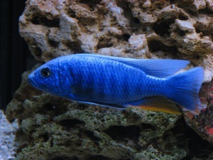 Sciaenochromis fryeri