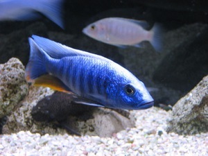 Sciaenochromis fryeri