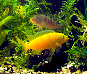 Pseudotropheus lombardoi