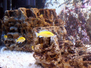 Labidochromis Yellow