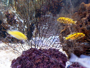 Labidochromis Yellow