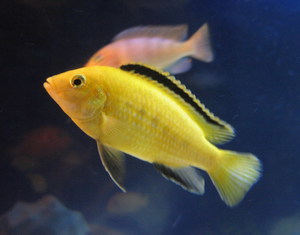 Labidochromis caeruleus