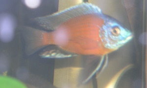 copadichromis borley kadango