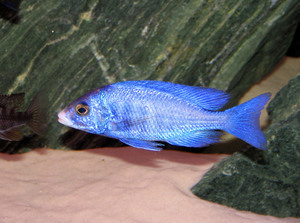 Самец Placidochromis Phenochilus (Mdoka)