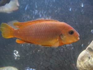 Jodotropheus Sprengerae