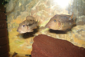 Geophagus steindachneri, пара