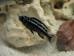 Melanochromis Cyaneorhabdos?