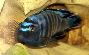 Pseudotropheus saulosi самец