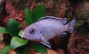 Pseudotropheus socolofi