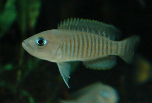 Neolamprologus multifasciatus