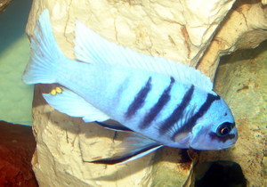 Cynotilapia sp. 