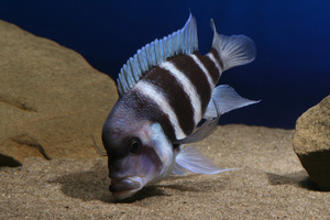 Cyphotilapia gibberosa 