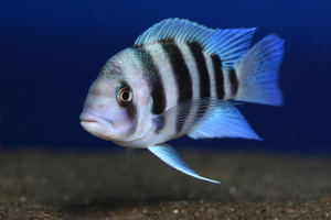 Cyphotilapia gibberosa 