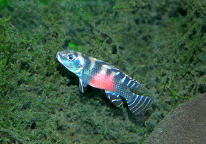 Nanochromis transvestitus