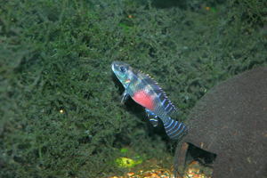 Nanochromis transvestitus