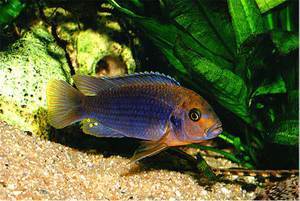 Iodotropheus Sprengerae