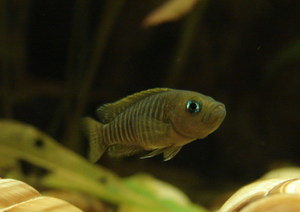 Neolamprologus multifasciatus